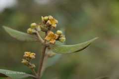 Avicennia marina var. marina